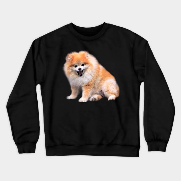 Cute Laughing Pomeranian Dog Crewneck Sweatshirt by walkswithnature